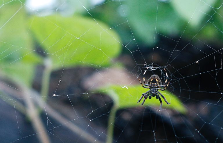 Read more about the article Arachnophobie, la peur des araignées