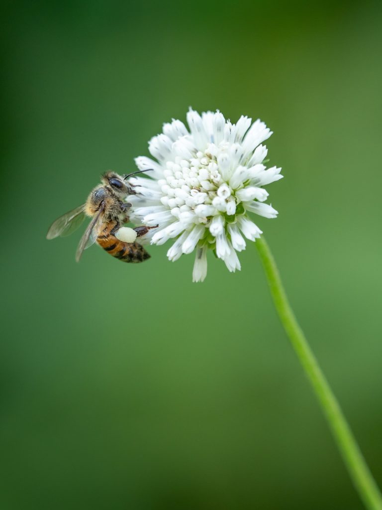 Read more about the article La peur des abeilles, les causes et les symptômes
