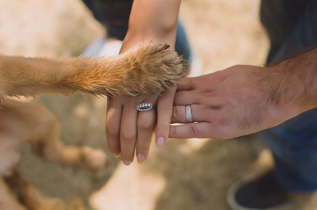 Gestion des phobies spécifiques liées aux animaux